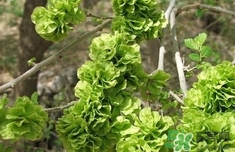 榆钱怎么保存到冬天,榆钱怎么保存 榆钱怎么保存到冬天,榆钱怎么保存