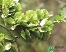 榆钱饭的做法,榆钱饭的做法窍门