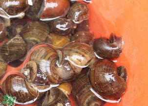 正宗炒田螺的做法大全,酱爆田螺的做法大全