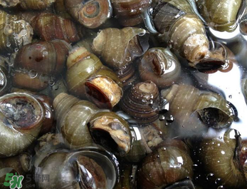 鱼缸里放田螺能净化水质吗,田螺能净化水质吗