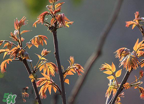 香椿生长环境,香椿的生长周期 香椿生长环境,香椿的生长周期