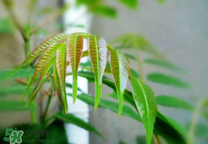 香椿产自哪里?,香椿产地在哪里最多