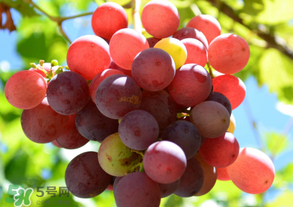 四月份葡萄的管理,葡萄秋冬季管理