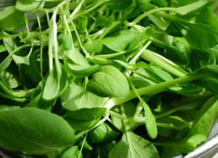 鸡毛菜的功效和作用及禁忌,鸡毛菜的功效和作用吃法大全