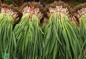 大蒜苗烂根黄叶怎么防治,蒜苗烂根黄叶治疗方法