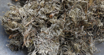 茵陈泡水喝有什么功效和作用,茵陈泡水喝有什么功效和禁忌