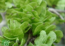 榆钱的功效和作用及禁忌,榆钱的功效和作用