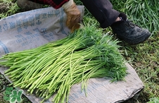 藜蒿的功效和作用图片,藜蒿的功效和作用和禁忌