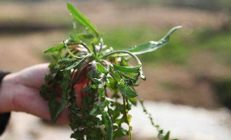 地菜有什么功效和作用,地菜有什么功效