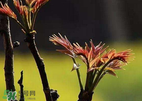 红油香椿的特点,香椿的特点