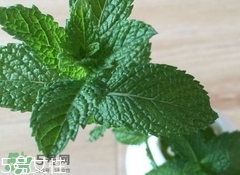 留兰香的功效和作用和薄荷的区别,皱叶留兰香的功效和作用