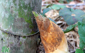 竹笋和竹子的关系是怎样的,竹笋和竹子的关系