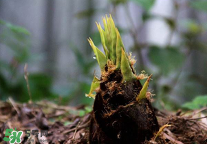 竹笋发芽时间,竹笋发芽是什么季节
