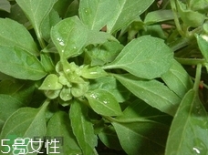 鱼香菜的功效和作用禁忌,香菜有什么营养价值