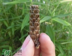 夏枯草的功效和作用图片,夏枯草的功效和作用主治乳腺结节