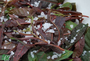 香椿干怎么做,晒干的香椿做法大全