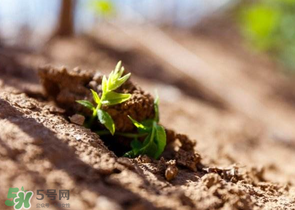 香椿的扦插繁殖方法,香椿树能扦插吗