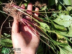 车前草的功效和作用治疗痛风,车前草的功效和作用治疗肾结石