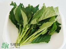 苦菜的功效和作用图片,苦菜的功效和作用及禁忌