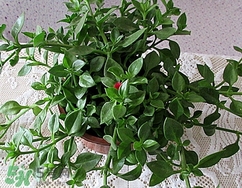 穿心莲的功效和作用的功能和主治,穿心莲的功效和作用及副作用