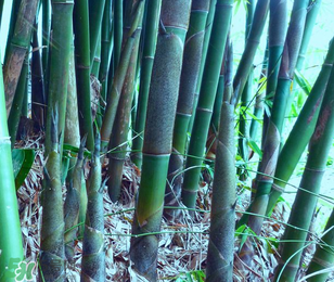 竹笋能放冰箱吗,竹笋能放冰箱吗 竹笋放冰箱怎么保存