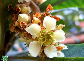 枇杷花怎么煮水止咳和枇杷叶哪个好,枇杷花怎么煮水止咳小孩可以吃吗