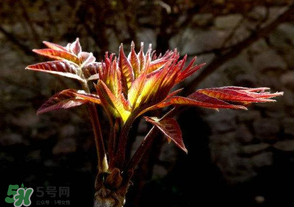 香椿怎样做好吃,香椿发苦能吃吗