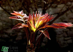 香椿的保存方法一年四季都可以吃到,香椿的保存方法有哪些