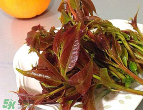 香椿可以冷藏吗,香椿可以冷冻保存吗?