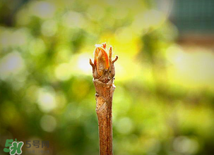 臭椿的形态特征,香椿和臭椿的形态区别 臭椿的形态特征,香椿和臭椿的形态区别