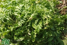 菱角菜孕妇可以吃吗,菱角孕妇能吃吗 菱角菜孕妇可以吃吗,菱角孕妇能吃吗