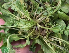 菱角菜是什么样子的,菱角是蔬菜吗 菱角菜是什么样子的,菱角是蔬菜吗