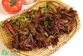 香椿的药用价值是什么,香椿的药用价值?