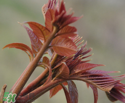 香椿的食用价值,香椿的营养和药用价值