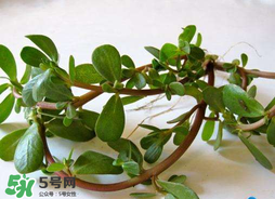 马齿苋怎么治痔疮效果最好,马齿苋怎么治痔疮