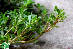 马齿苋治疗皮肤病有什么功效,马齿苋能治皮肤病吗