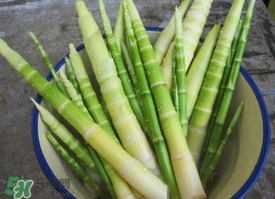 春笋的特点有哪些,春笋的特点和意义