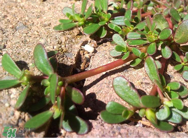 干的马齿苋怎么吃最好,马齿苋的吃法