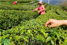 明前茶和明后茶区别很大吗,明前茶和明后茶的区别