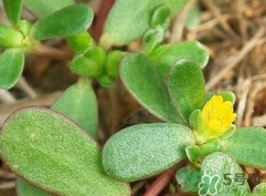 马蜂菜的功效和作用禁忌,马蜂菜的功效和作用痔疮 马蜂菜的功效和作用禁忌,马蜂菜的功效和作用痔疮