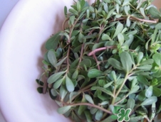 瓜子菜的功效和作用,瓜子菜的功效和作用图片