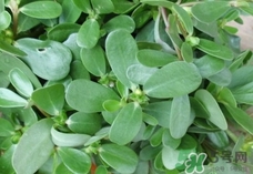 吃马齿苋注意事项,马齿苋食用的宜和忌 吃马齿苋注意事项,马齿苋食用的宜和忌