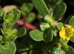 蚂蚁菜孕妇能吃吗,孕妇可以吃蚂蚁吗