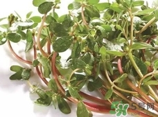 蚂蚁菜是什么样子的,蚂蚁菜是什么菜