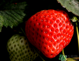 哪种草莓最甜最好吃,哪种草莓最甜最好吃还容易种