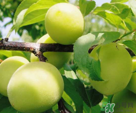 青梅的特点,青梅产地及各自特点 青梅的特点,青梅产地及各自特点