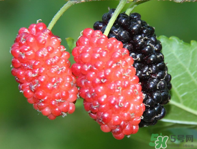 桑葚可以多吃点吗?,桑葚能多吃吗