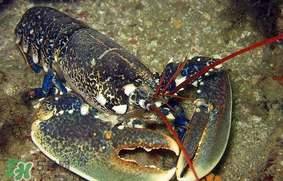 吃小龙虾的正确吃法,龙虾的正确吃法