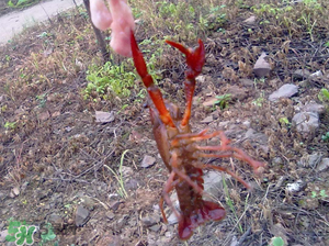 龙虾怎么钓用什么饵,钓龙虾用什么饵料