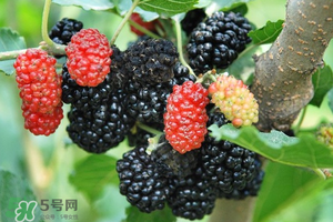 桑葚酒的制作方法步骤,桑葚酒的制作方法的功效和作用 桑葚酒的制作方法步骤,桑葚酒的制作方法的功效和作用